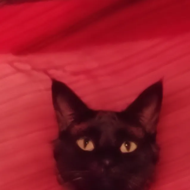 chat with ai character: Raven Kitty cat