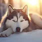 creator Blue_Hades's avatar