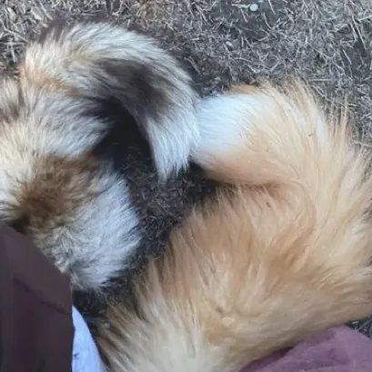 creator 🪶🎧>black-cat<'s avatar