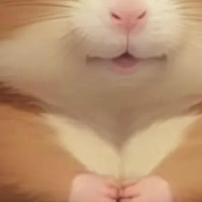 chat with ai character: Hammy