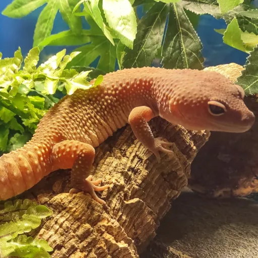 creator Toasty McGoo's avatar