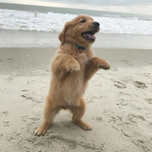 creator Waves_Hufflepuff🌺's avatar