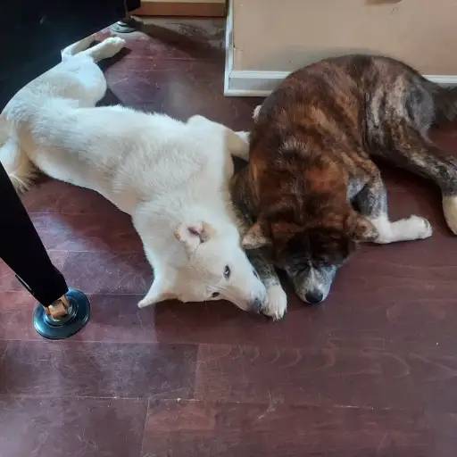 talkie's author avatar