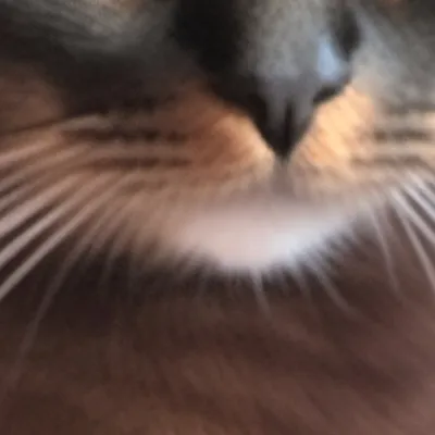 chat with ai character: Poppy