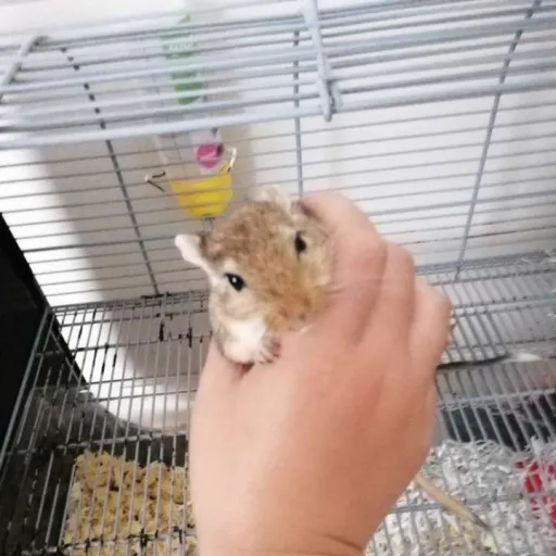 creator Lavender ¤♡'s avatar