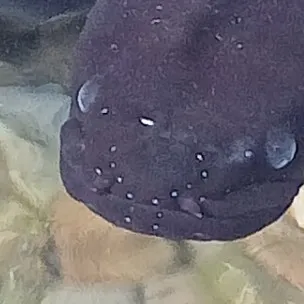 creator Fennel's avatar