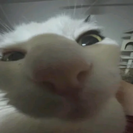 creator `‹Katana›`'s avatar