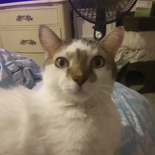 creator Shyheart's avatar