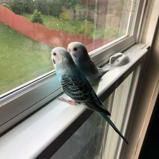 creator Parakeet<3's avatar