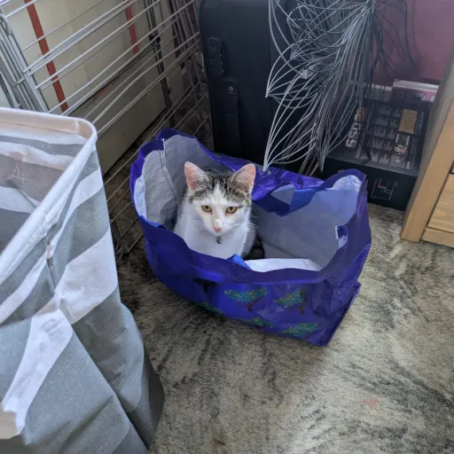 creator grd's avatar