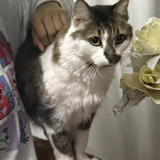 creator Noora☆✰𖤐✯✮'s avatar