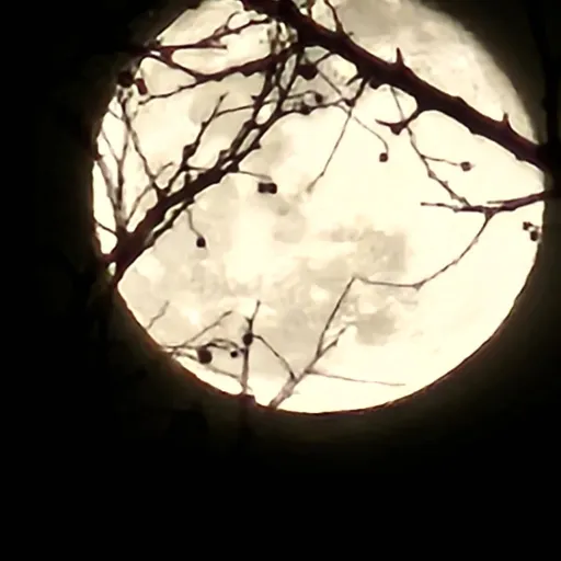 creator ♡ Moxie moon ♡'s avatar