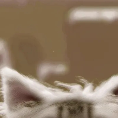 chat with ai character: Funny cat weird 