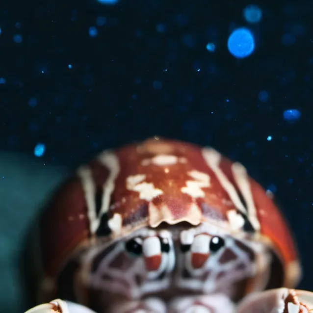 chat with ai character: hermy 