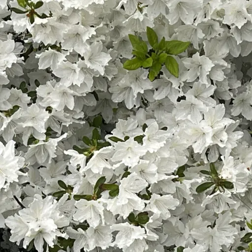 creator m1nn1esm's avatar