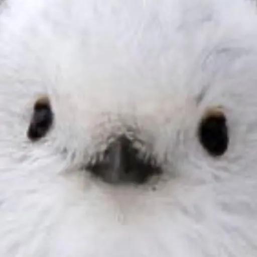 creator Big_Wammy's avatar