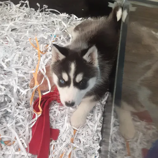 talkie's author avatar