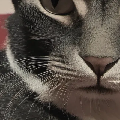 chat with ai character: Peanut 