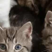 chat with ai character: 100 Olivers