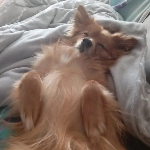 creator my dog is so cute's avatar