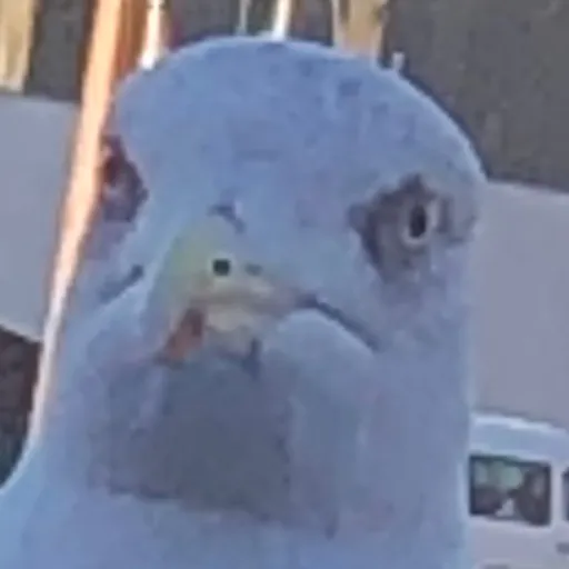 creator Bigboybeans's avatar