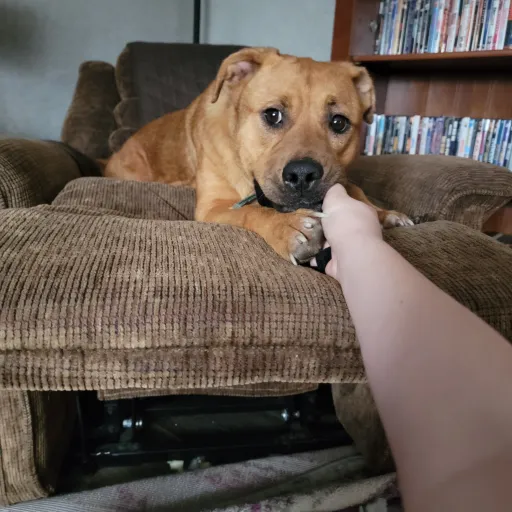 talkie's author avatar