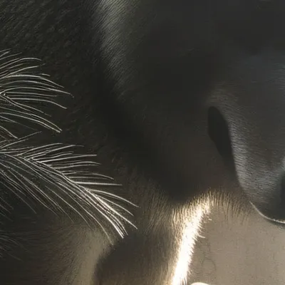 chat with ai character: Bilbo