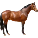 creator Spirit universe's avatar