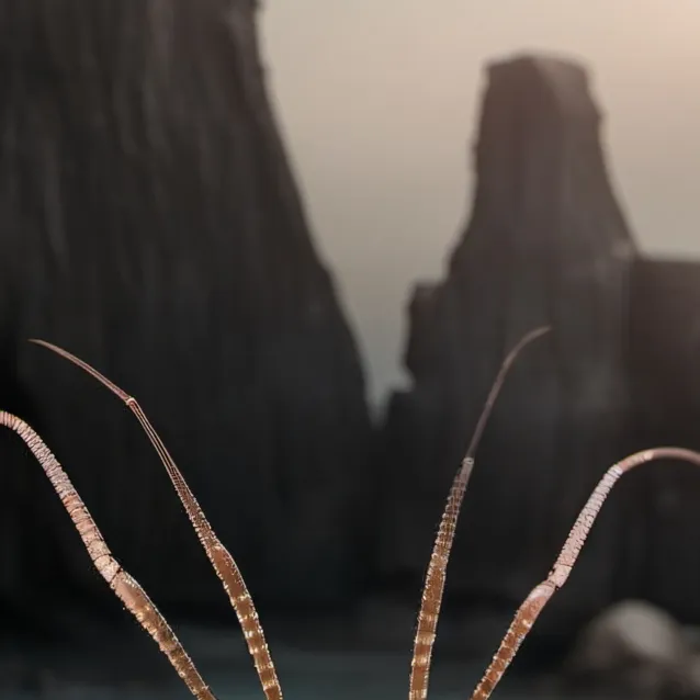 chat with ai character: shrimp