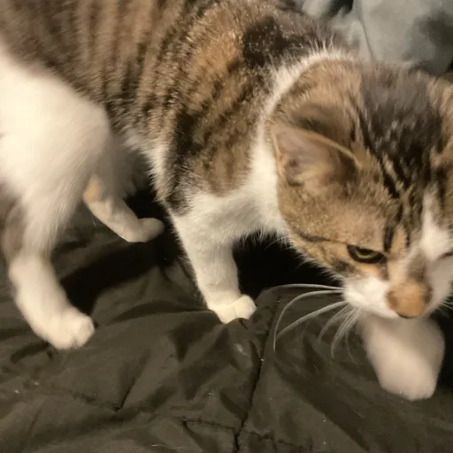 creator STAYAWAYGRRRRR's avatar