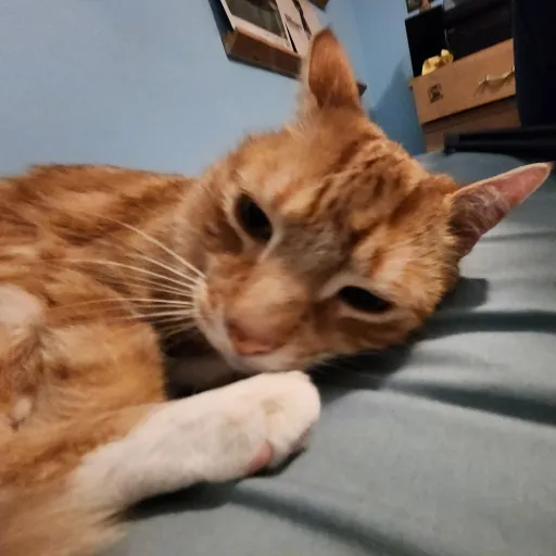 creator i_luv_cats's avatar