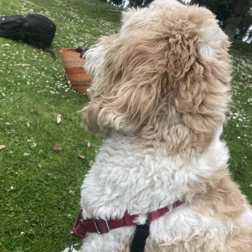 talkie's author avatar