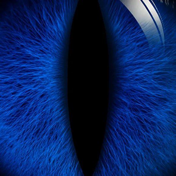 chat with ai character: Pinnegan