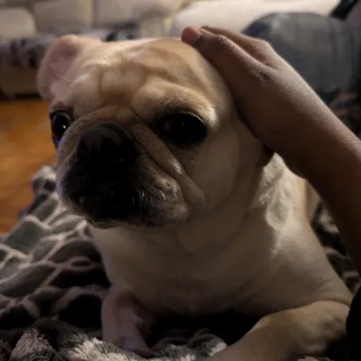 creator Sherli_in_da_house's avatar