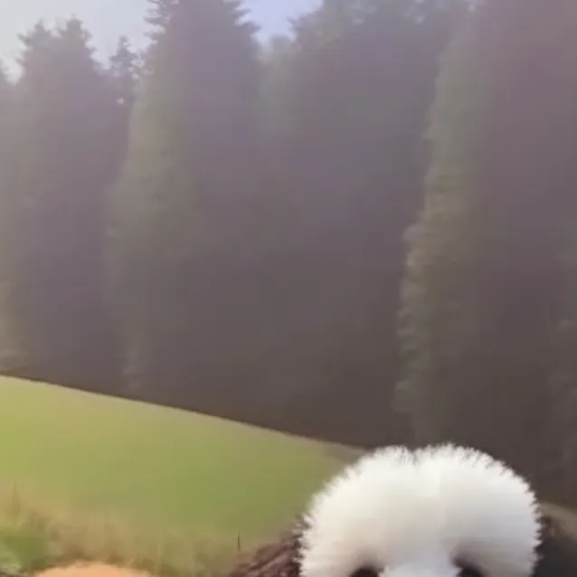 chat with ai character: brook 