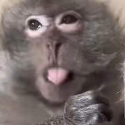 creator ♡☆evil monkey☆♡'s avatar