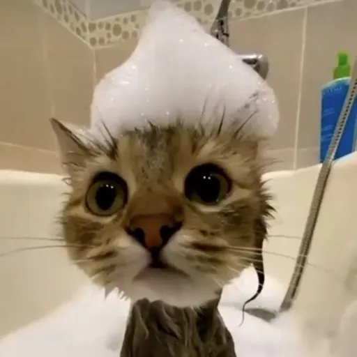 creator Zoe(real)'s avatar