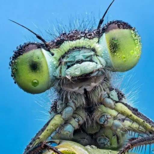 creator Moth Ra's avatar