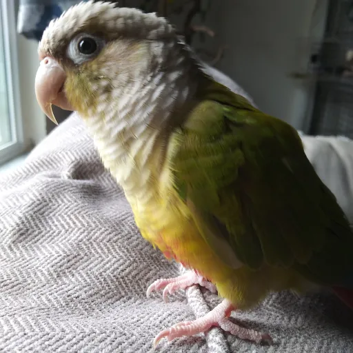 creator cat/isabel merri's avatar