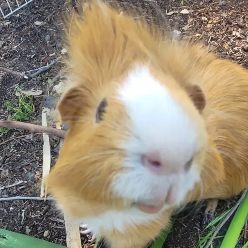 creator iloveguineapigs_12's avatar