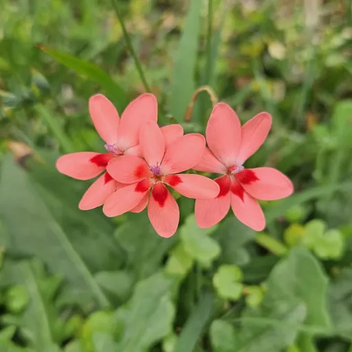 creator IvyGreen's avatar