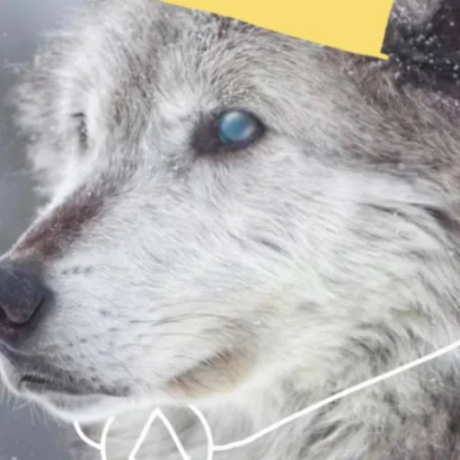 creator MHA & FNAF lover's avatar