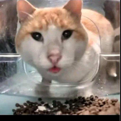 creator OrangeKaty's avatar