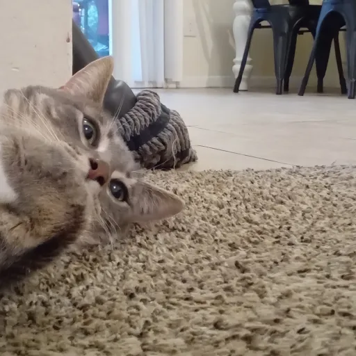 creator randomGuy5555.'s avatar