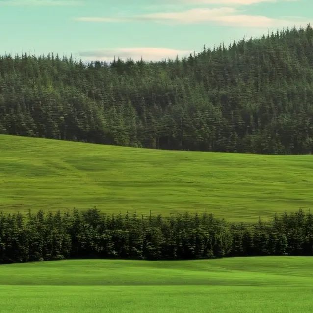 chat with ai character: Grass