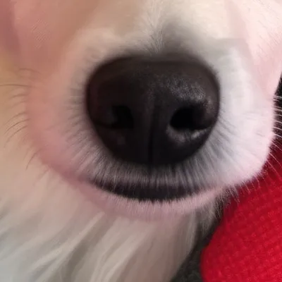 chat with ai character: Romeo