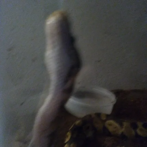 creator blarblatarrrrr's avatar