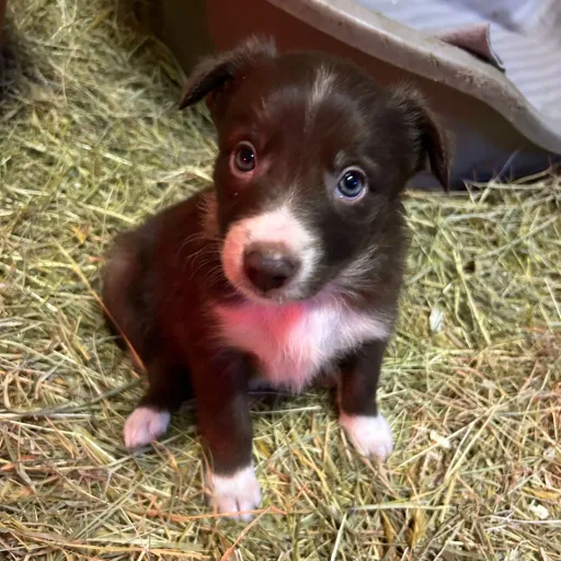 creator W.A Mozart's avatar