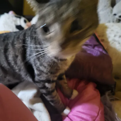 talkie's author avatar