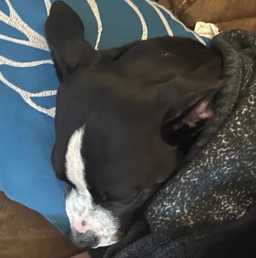 creator sleeping puppy's avatar